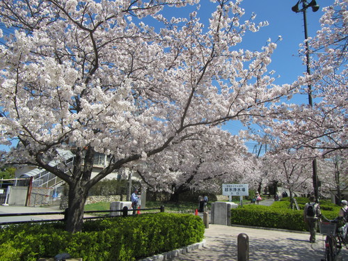 桜満開〜お花見&海ポタ_a0251786_129347.jpg