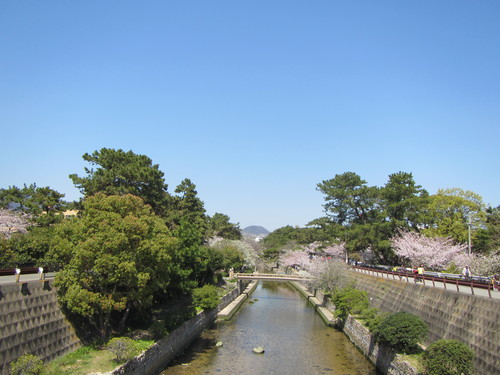 桜満開〜お花見&海ポタ_a0251786_150562.jpg