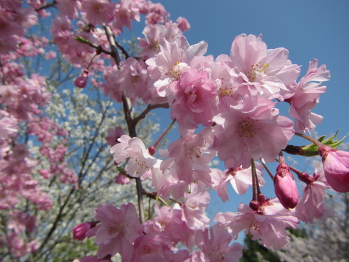 桜満開〜お花見&海ポタ_a0251786_1562680.jpg