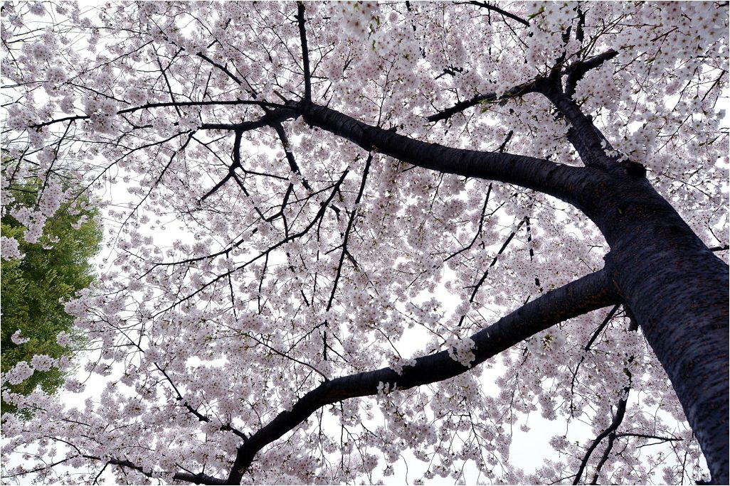 さくら・桜_e0169286_19531436.jpg