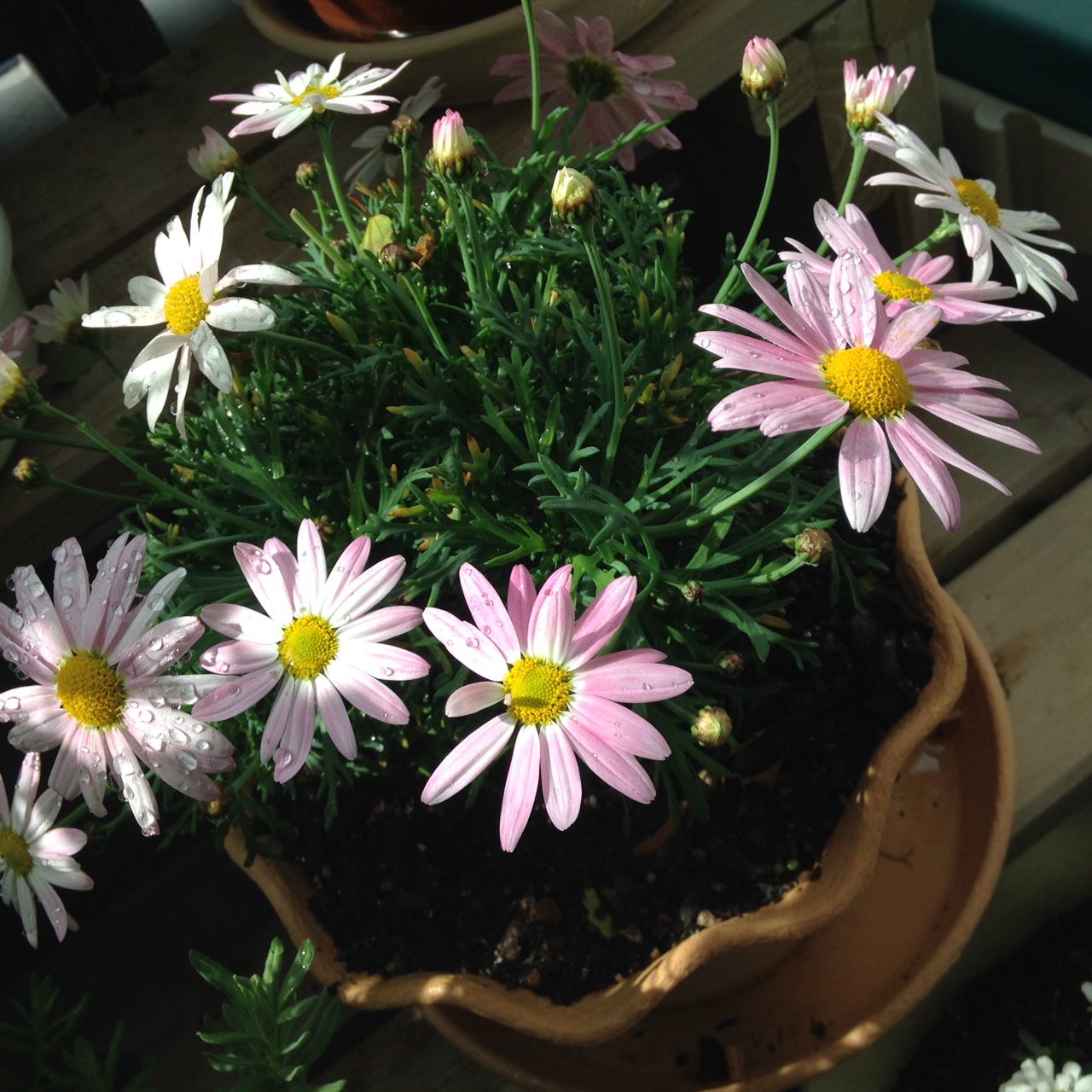 庭のお花_f0218886_12184951.jpg