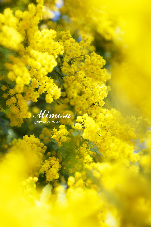 MIMOSA_a0034287_11371183.jpg