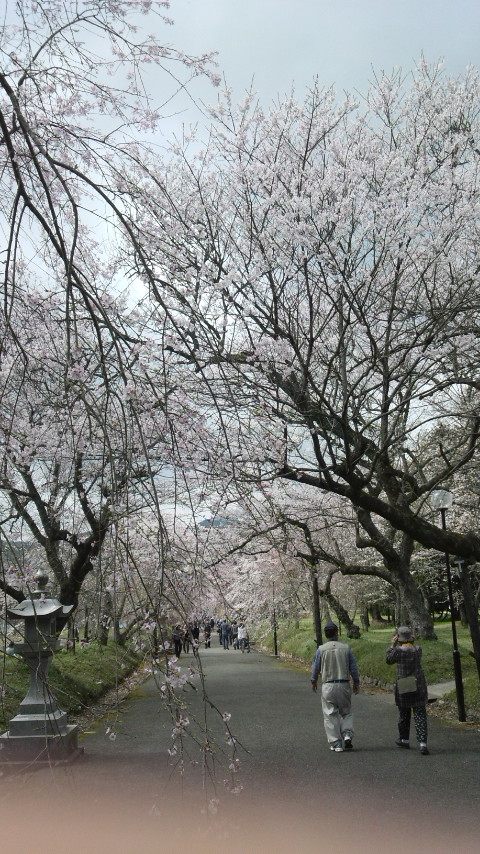 徳佐の垂れ桜_a0203987_8102110.jpg