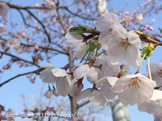 お弁当を持って公園へ_c0293787_15233200.jpg