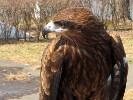 ホッキョクグマの赤ちゃん公開！　円山動物園_d0316387_00200591.jpg