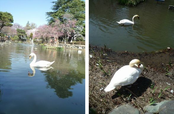 春散歩　今年のお花見2か所行ってきたよ♪　東工大と馬事公苑_b0287088_18041490.jpg