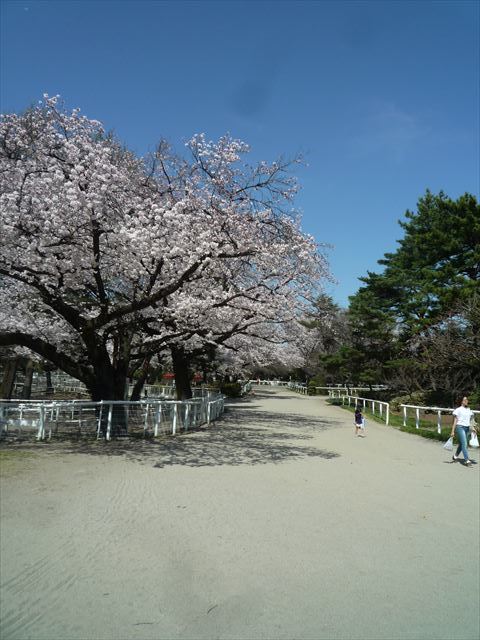 春散歩　今年のお花見2か所行ってきたよ♪　東工大と馬事公苑_b0287088_19031916.jpg