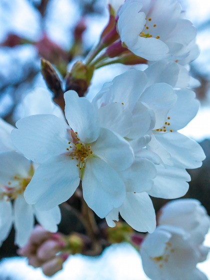 2015年桜開花_e0176993_06241547.jpg