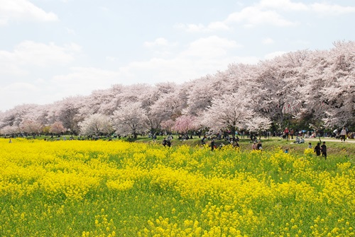 権現堂桜堤_d0153294_14261523.jpg