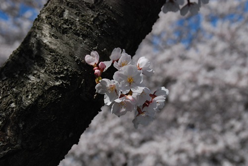 権現堂桜堤_d0153294_14304310.jpg