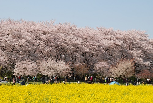 権現堂桜堤_d0153294_14442262.jpg