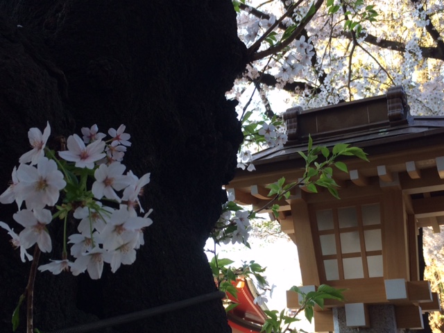 2015年の桜(10)_b0129897_3221955.jpg