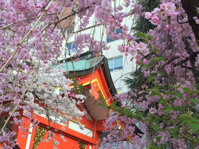 2015年の桜(10)_b0129897_3224183.jpg