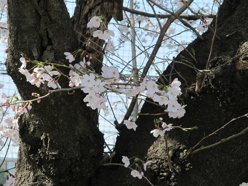 桶川に咲いた桜・・・２_c0075701_12545710.jpg