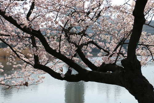 恩賜上野公園の満開の桜・・・２６_c0075701_9445496.jpg
