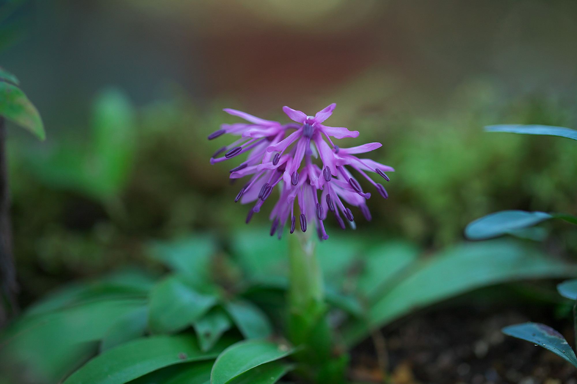 春先に撮った春の花をアップします_f0000502_16134693.jpg