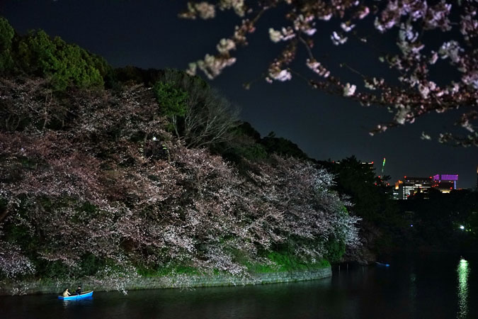 千鳥ヶ淵の桜のライトアップ2_a0263109_10215099.jpg