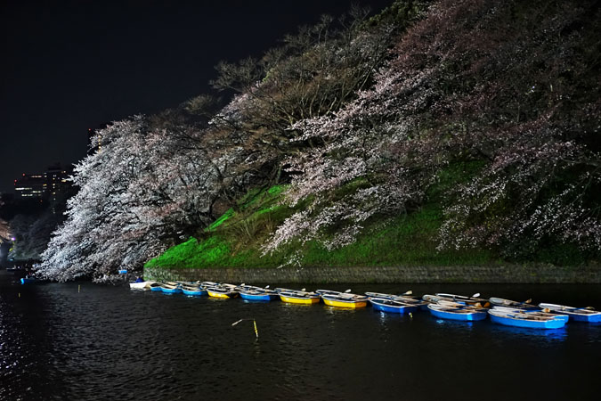 千鳥ヶ淵の桜のライトアップ2_a0263109_1022239.jpg