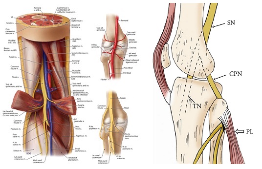 Knee Dislocation: ATは何を考えなければいけないか？_b0112009_16454775.jpg