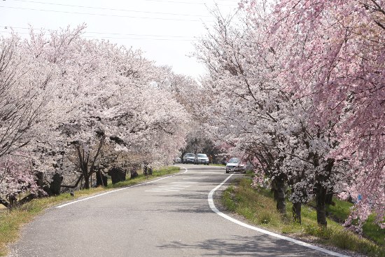 木曽川堤　桜並木_a0105011_20431279.jpg