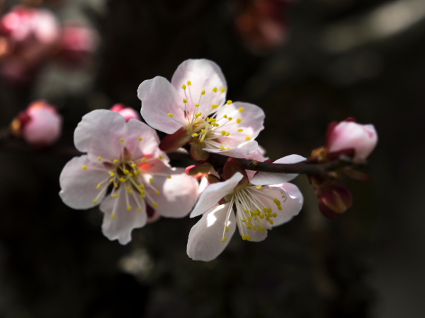 今日咲いている庭の花_c0158511_182336.jpg