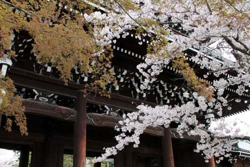 金戒光明寺 2015さくら情報22_e0048413_20421471.jpg