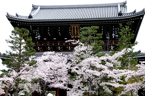金戒光明寺 2015さくら情報22_e0048413_2042176.jpg