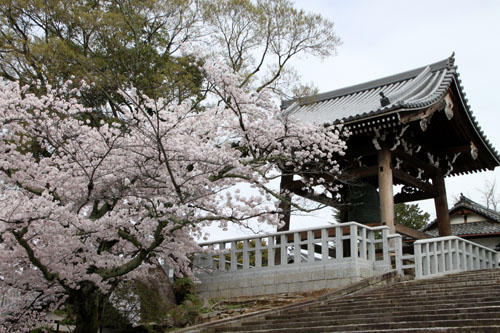 金戒光明寺 2015さくら情報22_e0048413_20422961.jpg
