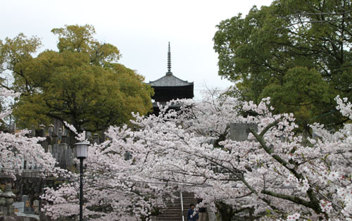 金戒光明寺 2015さくら情報22_e0048413_2043262.jpg