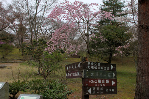 嵐山　亀山公園２０１５さくら情報24_e0048413_2218632.jpg