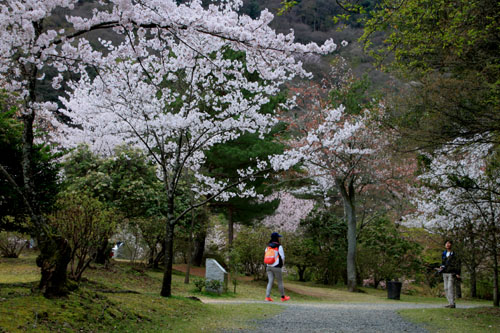 嵐山　亀山公園２０１５さくら情報24_e0048413_2219377.jpg