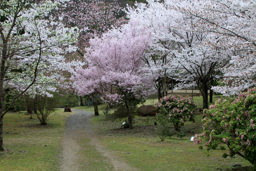 嵐山　亀山公園２０１５さくら情報24_e0048413_2219614.jpg