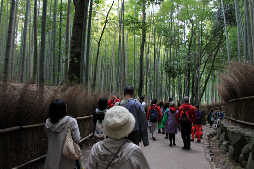 嵐山　亀山公園２０１５さくら情報24_e0048413_22211034.jpg