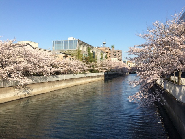 ＊「青空桜　〜清澄庭園」_f0274713_10130024.jpeg