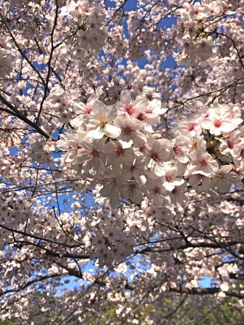 ＊「青空桜　〜清澄庭園」_f0274713_10132308.jpeg