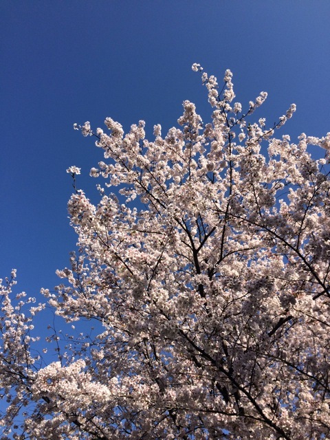 ＊「青空桜　〜清澄庭園」_f0274713_10132548.jpeg