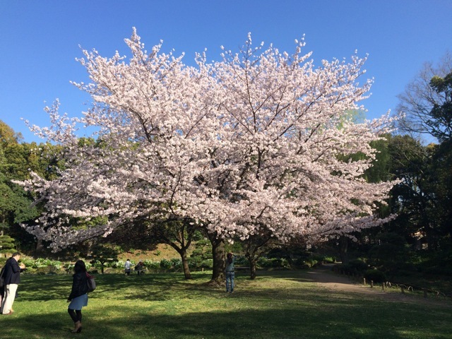 ＊「青空桜　〜清澄庭園」_f0274713_10132763.jpeg