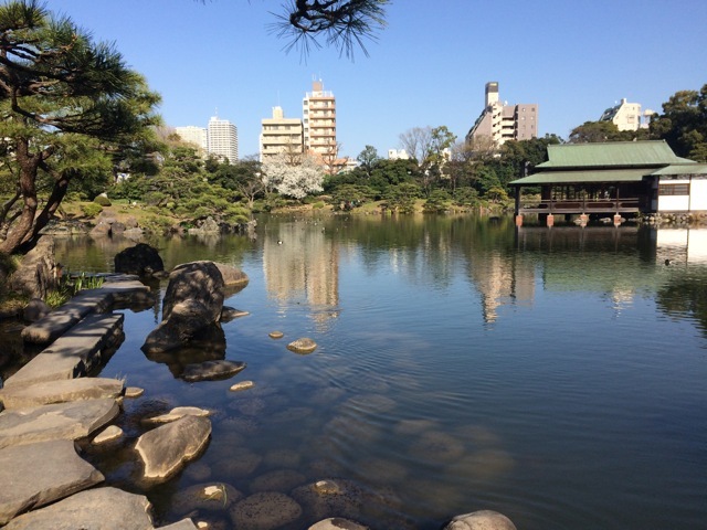 ＊「青空桜　〜清澄庭園」_f0274713_10133384.jpeg