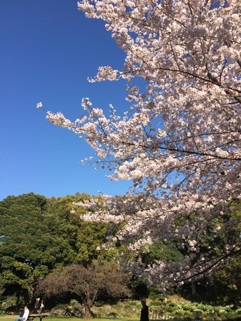 ＊「青空桜　〜清澄庭園」_f0274713_10140096.jpeg