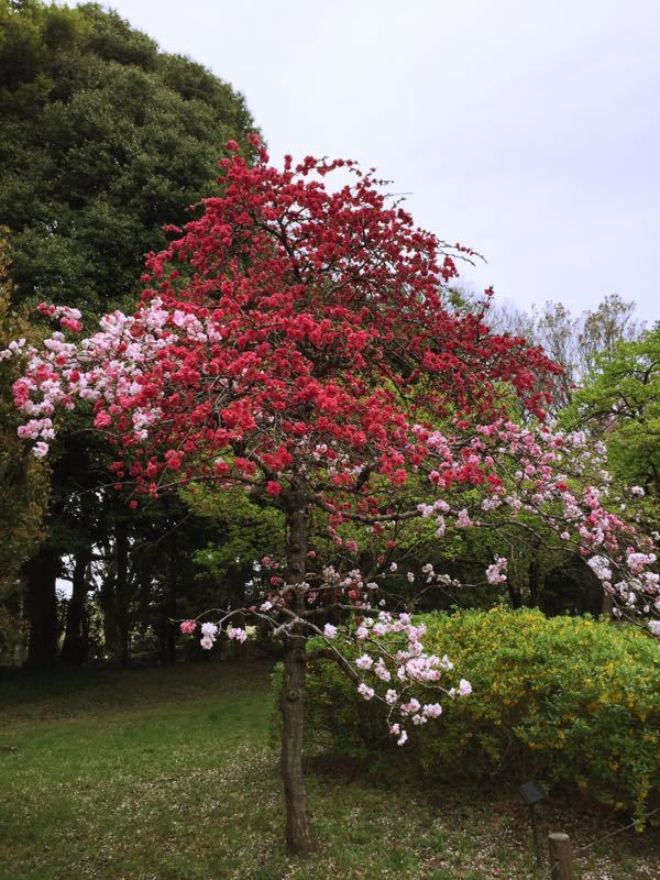 神代植物公園。_a0118918_2327214.jpg