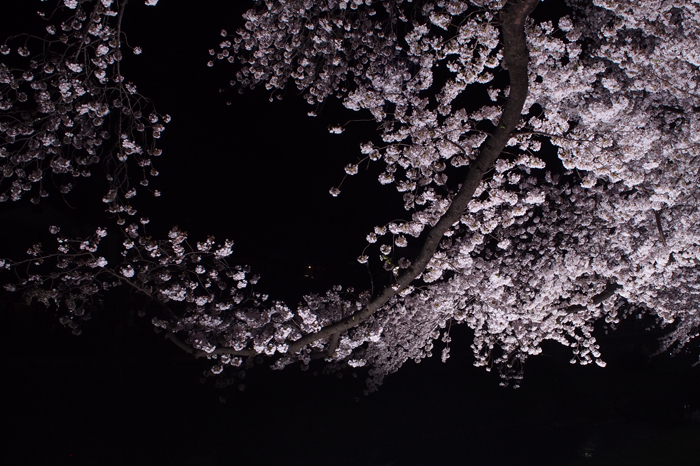 野川の夜桜2015(2)_b0096620_18242636.jpg