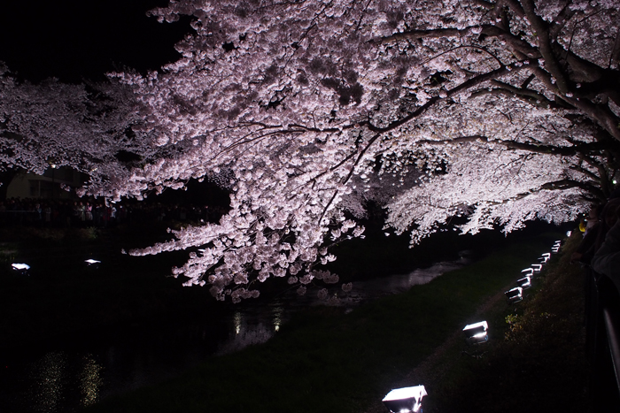 野川の夜桜2015(2)_b0096620_18245146.jpg