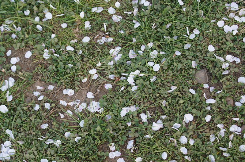 a0122932_1205460.jpg