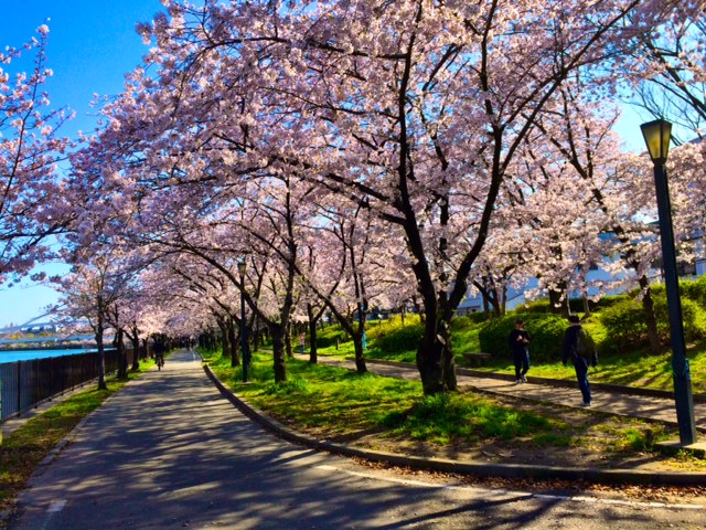 都島の桜！！！_b0181732_14233988.jpg