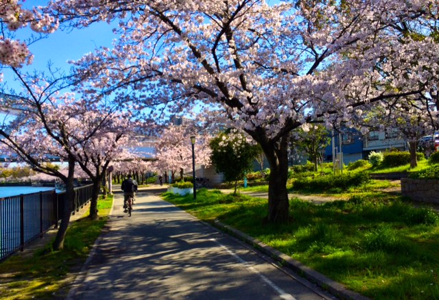 都島の桜！！！_b0181732_14235965.jpg
