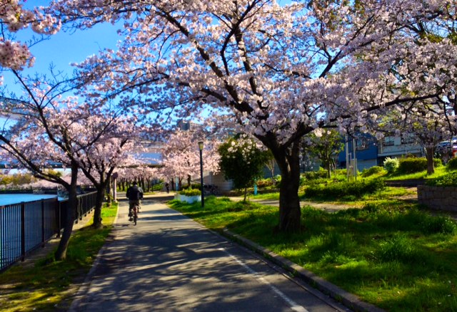 都島の桜!!!_b0181732_14235965.jpg