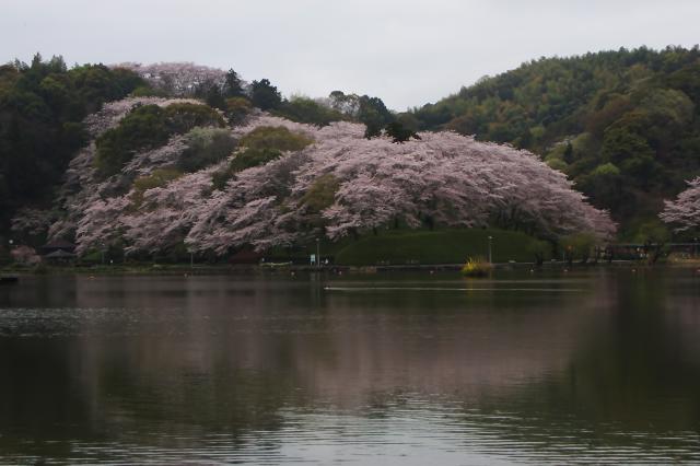 今朝の蓮華寺池の櫻まんじゅう４月４日（土）_c0309734_11333912.jpg