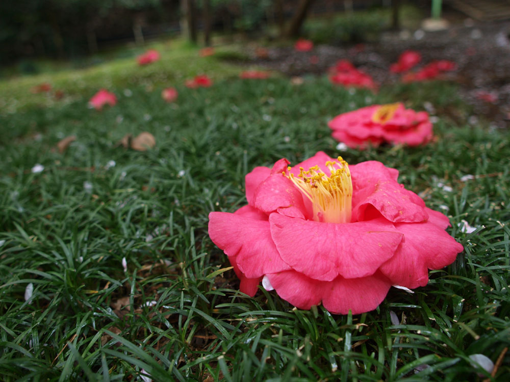 b0142435_1831036.jpg