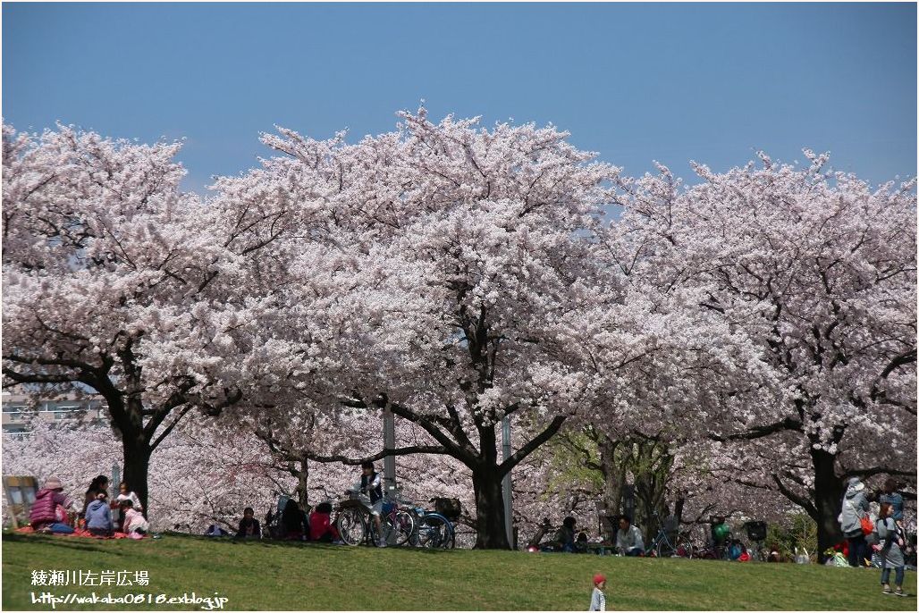 綾瀬川付近の桜の満開だ～♪_e0052135_22184119.jpg