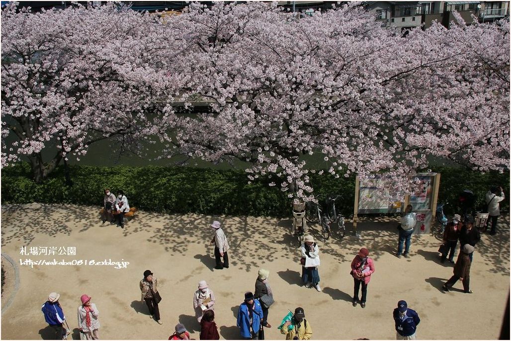 綾瀬川付近の桜の満開だ～♪_e0052135_22375447.jpg